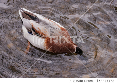 Diving duck explores the shimmering water, searching for tasty morsels during a tranquil afternoon 138245478