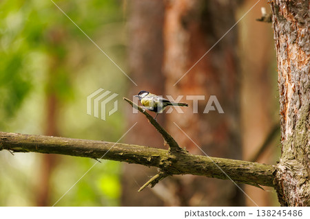 Colorful bird perches on a branch in a lush forest during a peaceful afternoon 138245486