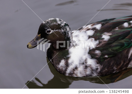 Beautiful duck gliding gracefully on calm water surface in a serene pond during a peaceful afternoon 138245498