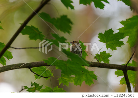 Bird perched quietly on a tree branch surrounded by vibrant green leaves during a peaceful afternoon Bird perched quietly on a tree branch surrounded by vibrant green leaves during a peaceful afternoon 138245505