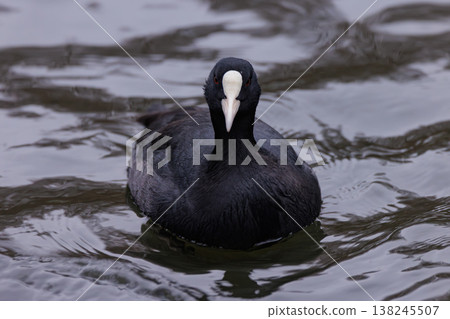 Elegant coot gracefully swimming in tranquil waters at sunset 138245507
