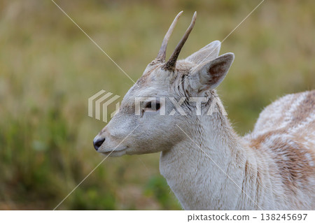 Graceful deer in a serene grassy landscape during the morning light Graceful deer in a serene grassy landscape during the morning light 138245697