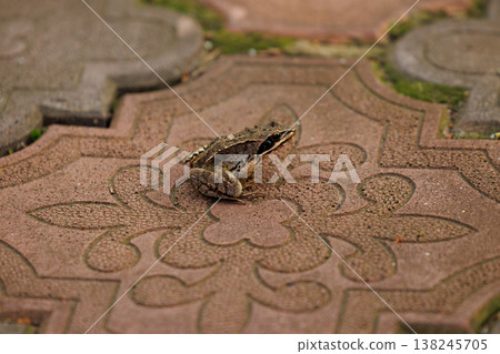 Charming frog perched on decorative stone path in a quiet garden on a sunny afternoon Charming frog perched on decorative stone path in a quiet garden on a sunny afternoon 138245705