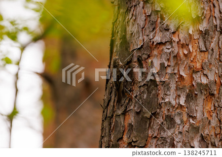 Woodpecker blends into rustic bark while foraging on a sunny day in a peaceful forest Woodpecker blends into rustic bark while foraging on a sunny day in a peaceful forest 138245711