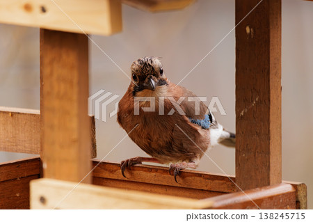 Bird observing from wooden perch in a tranquil garden setting during golden hour light Bird observing from wooden perch in a tranquil garden setting during golden hour light 138245715