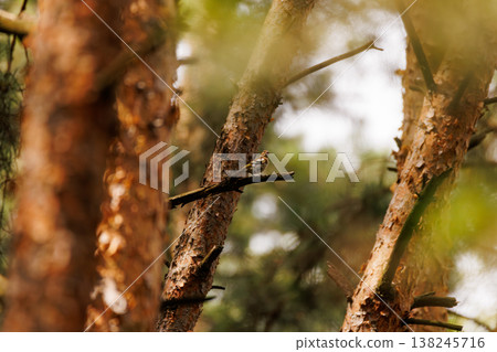 Nature's quiet observer perched among the pine trees during a serene afternoon in the forest 138245716