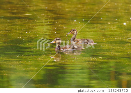Baby ducks swim gracefully in a serene pond surrounded by lush green nature during a sunny day 138245720
