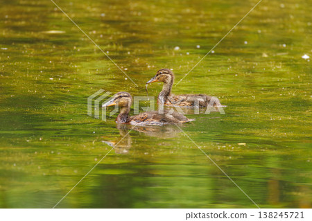 Ducks gliding gracefully on a serene pond surrounded by lush greenery during a calm afternoon Ducks gliding gracefully on a serene pond surrounded by lush greenery during a calm afternoon 138245721