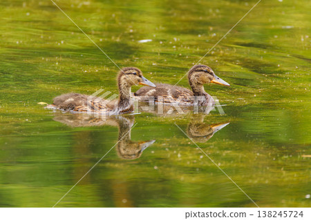 Two ducklings paddling gracefully in a serene pond surrounded by lush greenery on a sunny day Two ducklings paddling gracefully in a serene pond surrounded by lush greenery on a sunny day 138245724
