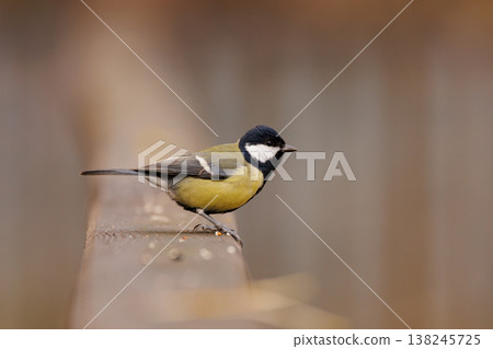 Brightly colored great tit perched on a wooden fence during a serene morning in the garden Brightly colored great tit perched on a wooden fence during a serene morning in the garden 138245725