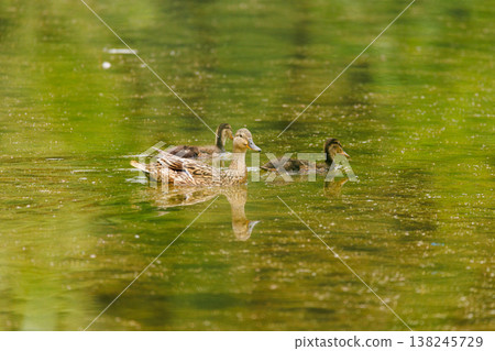 Mother duck swims gracefully with her ducklings in a serene pond surrounded by lush greenery 138245729