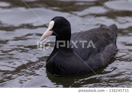 Majestic black coot swims gracefully in tranquil waters during a serene afternoon Majestic black coot swims gracefully in tranquil waters during a serene afternoon 138245731