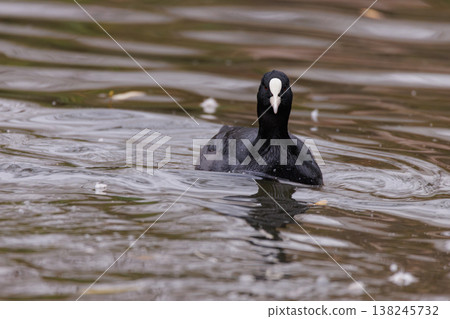 Black coot swims gracefully through the tranquil waters at dawn Black coot swims gracefully through the tranquil waters at dawn 138245732