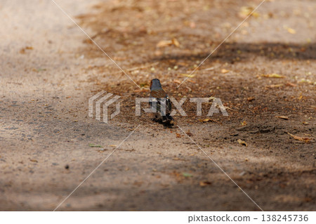 Bird walking along a sunlit path surrounded by fallen leaves in a tranquil setting Bird walking along a sunlit path surrounded by fallen leaves in a tranquil setting 138245736
