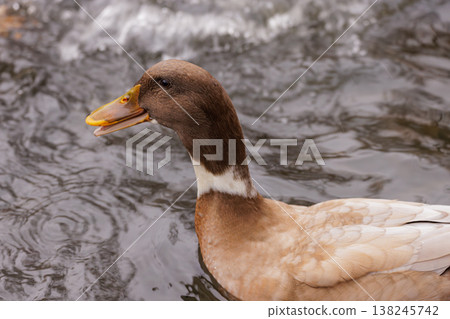 Elegant duck gliding gracefully on rippling water under soft sunlight Elegant duck gliding gracefully on rippling water under soft sunlight 138245742