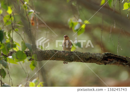 Bird perched on a branch surrounded by vibrant green leaves in a serene forest setting 138245743