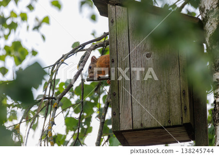Squirrel exploring its wooden nesting box high in a vibrant green tree during a sunny afternoon Squirrel exploring its wooden nesting box high in a vibrant green tree during a sunny afternoon 138245744