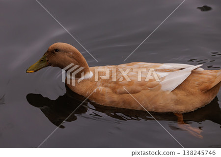 Calm moments by the water with a graceful duck swimming in serene waters during the evening light Calm moments by the water with a graceful duck swimming in serene waters during the evening light 138245746