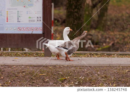 Two geese stroll along a park pathway near a map sign in early autumn morning light 138245748
