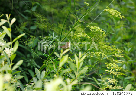 Vibrant bird resting among delicate green foliage in a serene natural setting at midday Vibrant bird resting among delicate green foliage in a serene natural setting at midday 138245772
