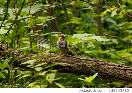 Colorful jay perched on a fallen log amidst the lush green forest in summer sunlight Colorful jay perched on a fallen log amidst the lush green forest in summer sunlight 138245780
