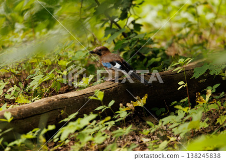 Colorful bird perches on a log in a lush forest during the golden hours of the morning 138245838