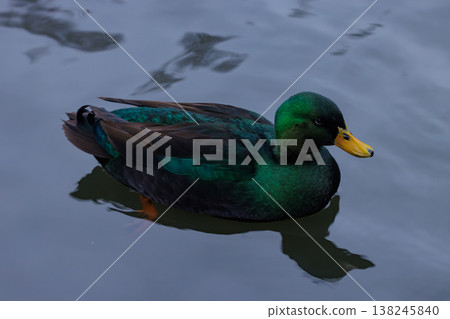 Bright green duck gliding gracefully over calm water in the early morning light Bright green duck gliding gracefully over calm water in the early morning light 138245840