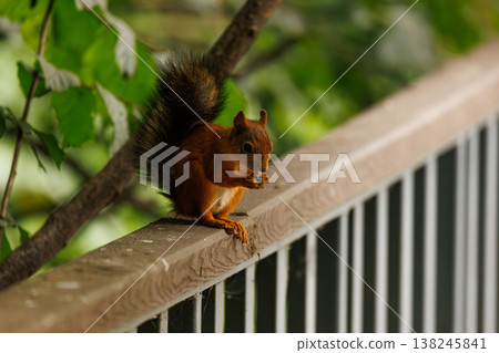 Squirrel nibbling on a snack while perched on a wooden railing in a lush green setting Squirrel nibbling on a snack while perched on a wooden railing in a lush green setting 138245841