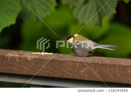 Colorful bird explores a wooden railing looking for seeds in a lush green garden Colorful bird explores a wooden railing looking for seeds in a lush green garden 138245846