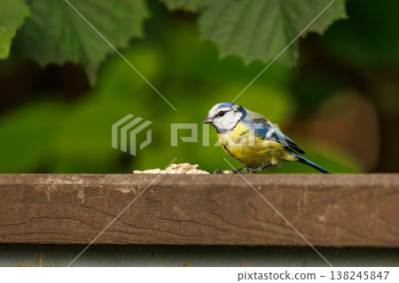 Bright blue and yellow bird enjoying seeds on a sunny day in a vibrant garden setting Bright blue and yellow bird enjoying seeds on a sunny day in a vibrant garden setting 138245847