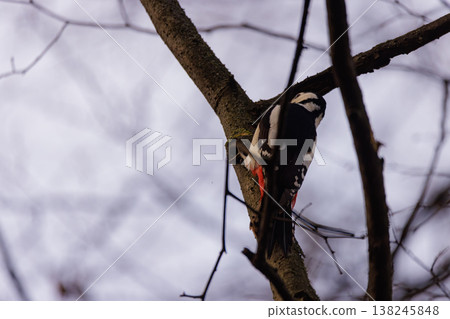 Woodpecker busily tapping on a branch in a serene winter landscape Woodpecker busily tapping on a branch in a serene winter landscape 138245848
