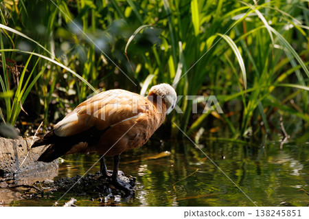Elegant bird resting by the water in a lush green habitat during a sunny afternoon Elegant bird resting by the water in a lush green habitat during a sunny afternoon 138245851