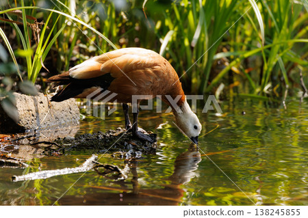 Bird sipping water in a serene wetland surrounded by vibrant green grass under warm sunlight Bird sipping water in a serene wetland surrounded by vibrant green grass under warm sunlight 138245855