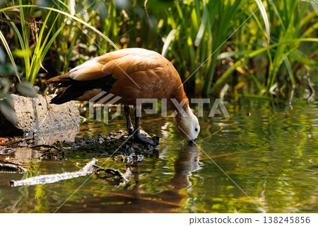Waterfowl gazes into clear pond as sunlight highlights vibrant feathers in peaceful nature setting Waterfowl gazes into clear pond as sunlight highlights vibrant feathers in peaceful nature setting 138245856