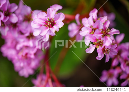 Pretty pink pentas flower 138246341