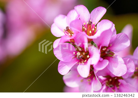 Pretty pink pentas flower 138246342