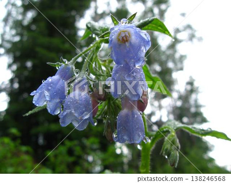 Northern Bluebells After A Rainstorm Northern Bluebells After A Rainstorm 138246568