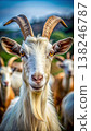 Close Up Portrait of a White Goat With Long Horns in a Field. Generative AI 138246787