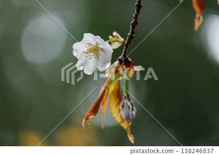 Cherry blossoms wet with spring rain Cherry blossoms wet with spring rain 138246837