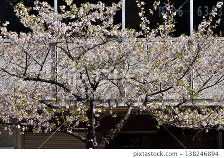 Umeda cherry blossoms 138246894