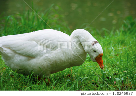 White domestic goose on green grass 138246987