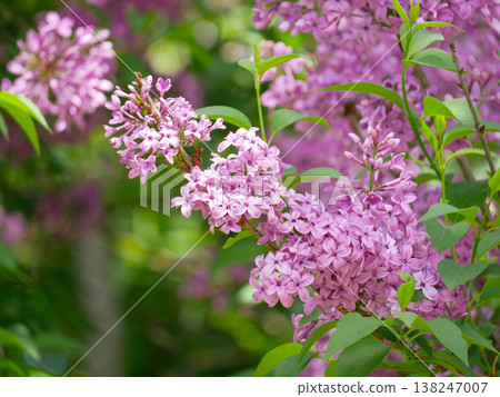 Vibrant purple lilac blossoms in full spring bloom, close-up with soft bokeh. Fresh floral background, natural light, romantic garden mood for seasonal and wellness themes Vibrant purple lilac blossoms in full spring bloom, close-up with soft bokeh. Fresh floral background, natural light, romantic garden mood for seasonal and wellness themes 138247007
