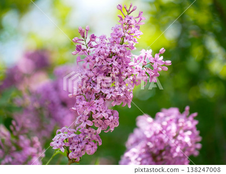 Vibrant purple lilac blossoms in full spring bloom, close-up with soft bokeh. Fresh floral background, natural light, romantic garden mood for seasonal and wellness themes Vibrant purple lilac blossoms in full spring bloom, close-up with soft bokeh. Fresh floral background, natural light, romantic garden mood for seasonal and wellness themes 138247008