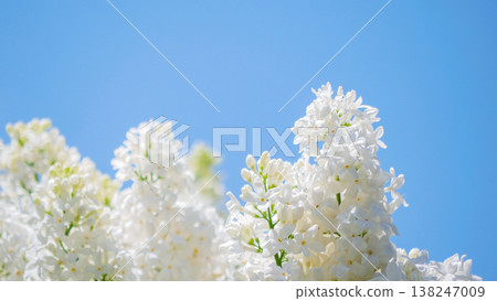 White Lilac Blossoms Against Blue Sky - Fresh Spring Floral Background White Lilac Blossoms Against Blue Sky - Fresh Spring Floral Background 138247009