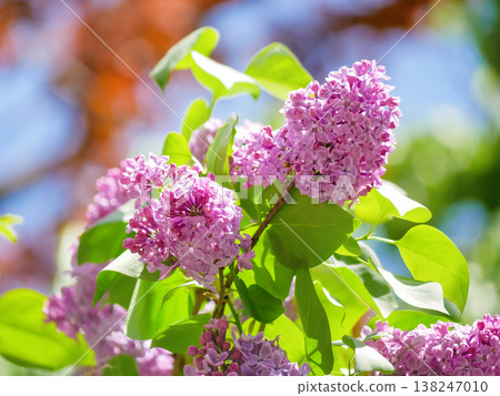 Bright purple lilac flowers with fresh green leaves and soft bokeh. Vibrant spring garden scene, natural floral background for seasonal, romantic, and wellness themes Bright purple lilac flowers with fresh green leaves and soft bokeh. Vibrant spring garden scene, natural floral background for seasonal, romantic, and wellness themes 138247010