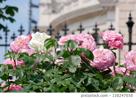 Vibrant pink and white roses blooming in Volksgarten with Burgtheater and iron fence in the background, Vienna old town. Vibrant pink and white roses blooming in Volksgarten with Burgtheater and iron fence in the background, Vienna old town. 138247038