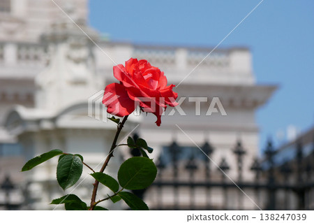 Red Rose Bloom in Front of Burgtheater in Vienna Red Rose Bloom in Front of Burgtheater in Vienna 138247039