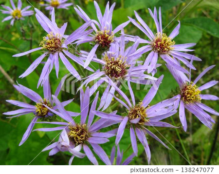 Detailed Closeup Of A Showy Aster 138247077