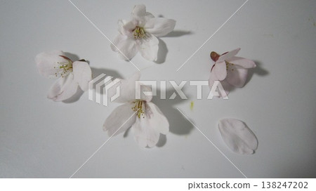 花瓣 138247202