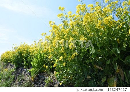 Rape blossoms bathed in spring sunshine Rape blossoms bathed in spring sunshine 138247417